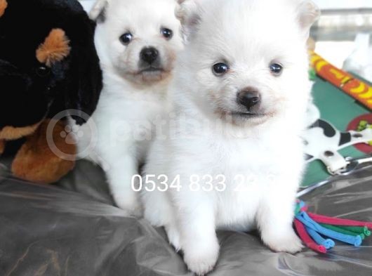 Spitz Yavruları (Bursa Köpek Okulu) görsel