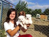 Spitz Yavruları (Bursa Köpek Okulu)