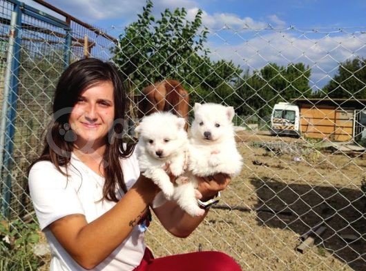 Spitz Yavruları (Bursa Köpek Okulu) görsel