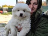 Samoyed Yavru (Bursa Köpek Okulu)