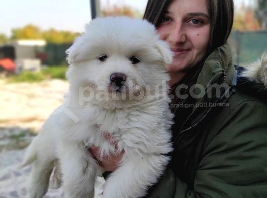 Samoyed Yavru (Bursa Köpek Okulu)