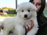 Samoyed Yavru (Bursa Köpek Okulu)