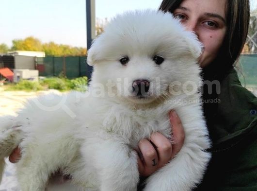 Samoyed Yavru (Bursa Köpek Okulu) görsel
