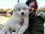 Samoyed Yavru (Bursa Köpek Okulu)