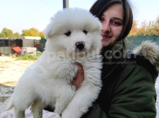 Samoyed Yavru (Bursa Köpek Okulu) görsel