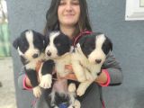 Border Collie Yavrular (Bursa Köpek Okulu)