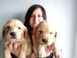 Golden Yavru (Bursa Köpek Okulu)