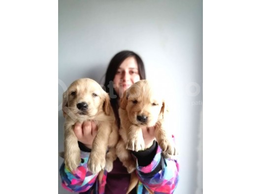 Golden Yavru (Bursa Köpek Okulu) görsel