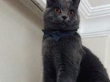 9 Aylık British Shorthair