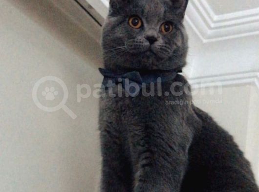 9 Aylık British Shorthair