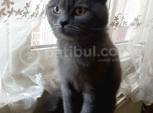 Oglumuza Yuva Arıyoruz görsel