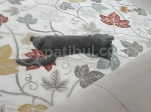 9 Aylık Erkek Aşıları Tam Eş Arıyorum görsel