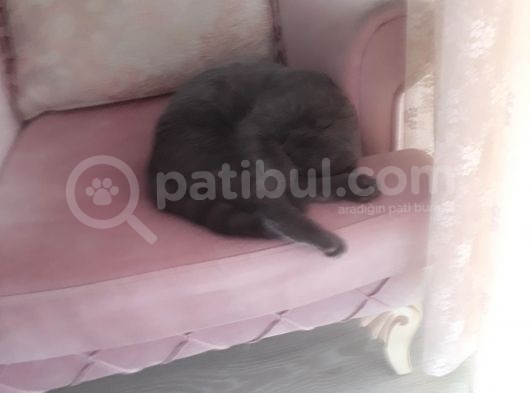 9 Aylık Erkek Aşıları Tam Eş Arıyorum görsel