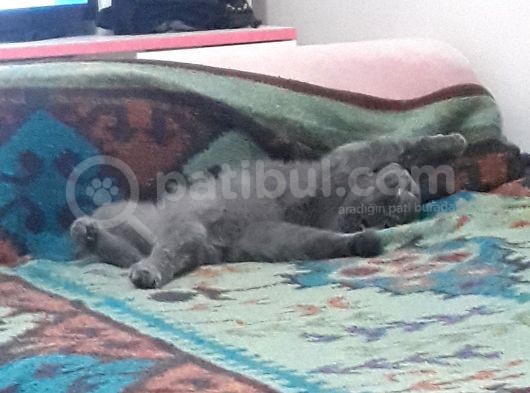 9 Aylık Erkek Aşıları Tam Eş Arıyorum görsel