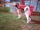 Safkan Amerikan Akita Yavruları