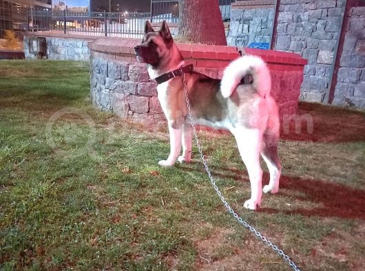 Safkan Amerikan Akita Yavruları görsel