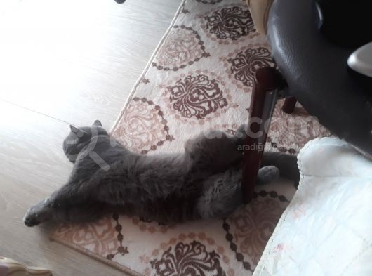 9 Aylık Erkek Aşıları Tam Eş Arıyorum