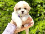 Tatlı Maltipoo Yavruları