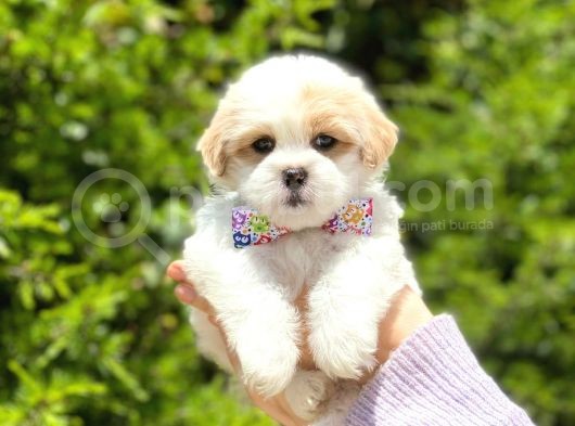 Tatlı Maltipoo Yavruları görsel
