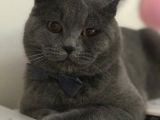 9 Aylık British Shorthair
