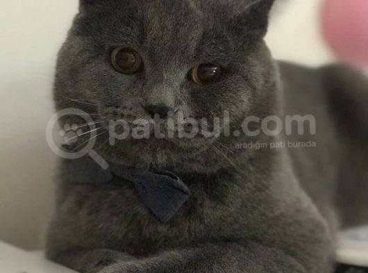9 Aylık British Shorthair görsel