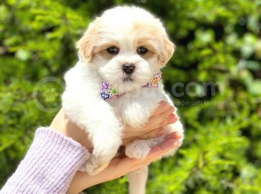 Tatlı Maltipoo Yavruları görsel