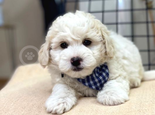 Tatlı Kızımız Maltese Terrier görsel