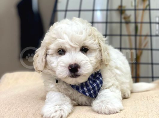 Tatlı Kızımız Maltese Terrier