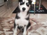 Sibirya Kurdu (Husky) Yavruları