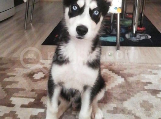 Sibirya Kurdu (Husky) Yavruları