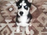 Sibirya Kurdu (Husky) Yavruları