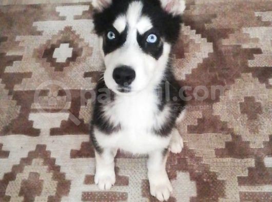 Sibirya Kurdu (Husky) Yavruları görsel
