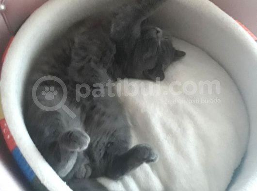 9 Aylık Erkek Aşıları Tam Eş Arıyorum görsel