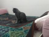 9 Aylık Erkek Aşıları Tam Eş Arıyorum