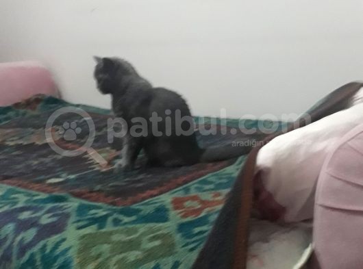 9 Aylık Erkek Aşıları Tam Eş Arıyorum görsel