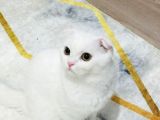 Mia Yeni Yuvasını Arıyor