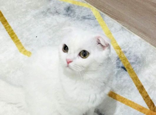 Mia Yeni Yuvasını Arıyor görsel