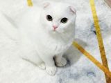 Mia Yeni Yuvasını Arıyor