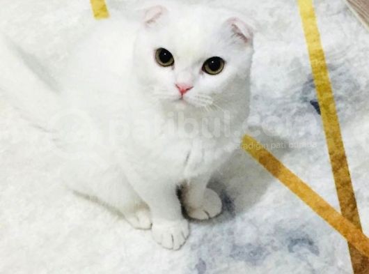 Mia Yeni Yuvasını Arıyor