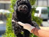 Siyah Toy Poodle Yavrular