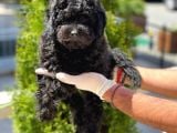 Siyah Toy Poodle Yavrular