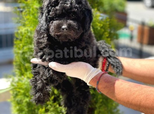 Siyah Toy Poodle Yavrular