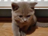 2 Aylık Lilac Scottish Fold Ve British Erkek Yavrularım