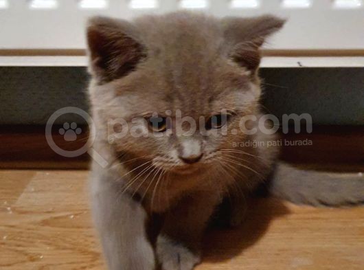 2 Aylık Lilac Scottish Fold Ve British Erkek Yavrularım görsel