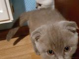 2 Aylık Lilac Scottish Fold Ve British Erkek Yavrularım