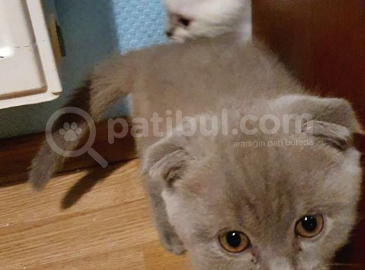 2 Aylık Lilac Scottish Fold Ve British Erkek Yavrularım görsel