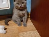 2 Aylık Lilac Scottish Fold Ve British Erkek Yavrularım