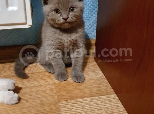 2 Aylık Lilac Scottish Fold Ve British Erkek Yavrularım görsel