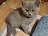 2 Aylık Lilac Scottish Fold Ve British Erkek Yavrularım