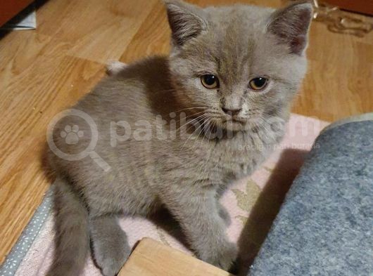 2 Aylık Lilac Scottish Fold Ve British Erkek Yavrularım görsel